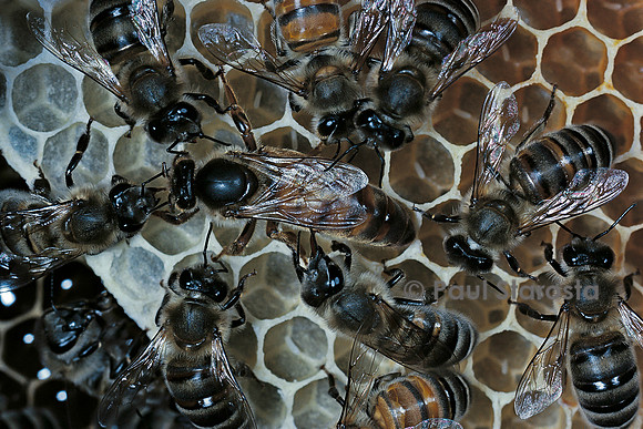 Apis mellifera (abeille) - reine et sa cour