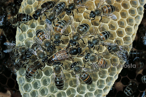 Apis mellifera (abeille) - reine et sa cour