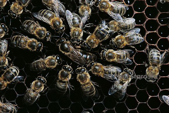 Apis mellifera (abeille) - reine et sa cour
