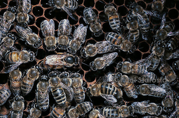 Apis mellifera (abeille) - reine et sa cour