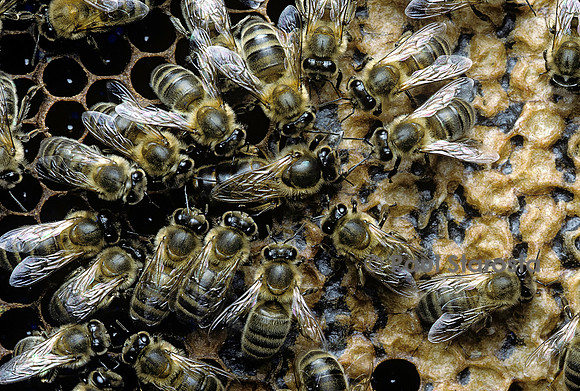 Apis mellifera (abeille) - reine et sa cour
