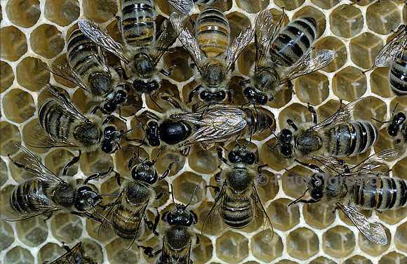 Apis mellifera (abeille) - reine et sa cour