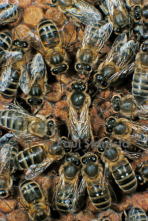 Apis mellifera (abeille) - reine et sa cour