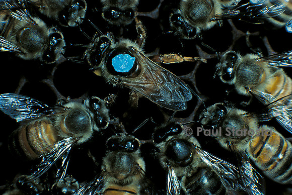 Apis mellifera (abeille) - reine marquée pondant