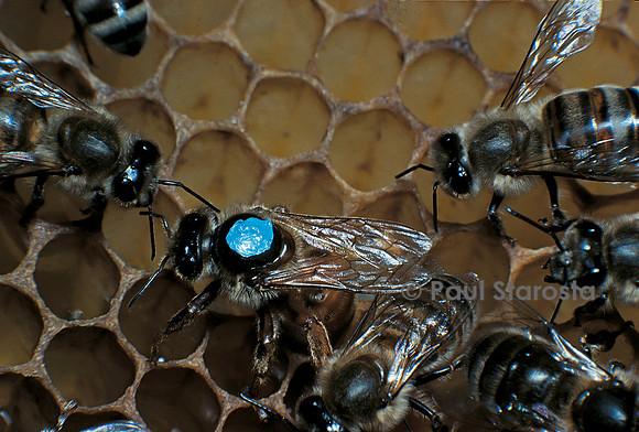 Apis mellifera (abeille) - reine marquée pondant