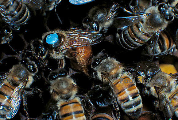 Apis mellifera (abeille) - reine marquée pondant