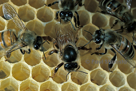Apis mellifera (abeille) - reine pondant