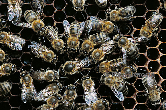 Apis mellifera (abeille) - reine pondant