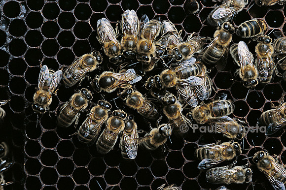 Apis mellifera (abeille) - reine pondant
