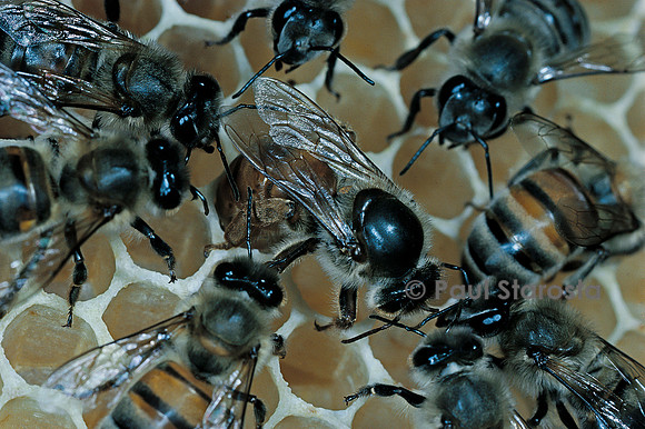 Apis mellifera (abeille) - reine pondant