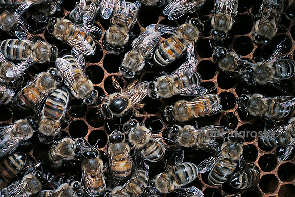 Apis mellifera (abeille) - reine pondant