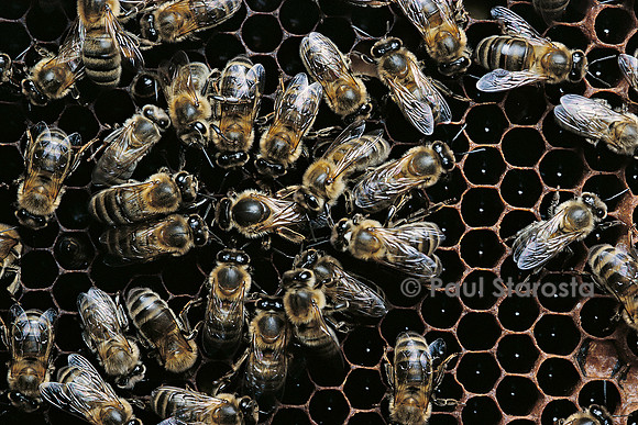 Apis mellifera (abeille) - reine pondant