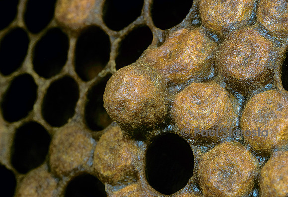 Apis mellifera (abeille) - cellules de mâles