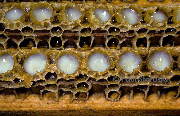Production de gelée royale - gelée au fond des cellules
