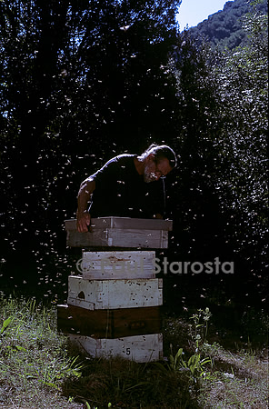 Hausses données à lècher aux abeilles