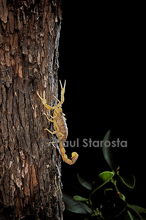 Buthus occitanus (scorpion languedocien) - grimpant