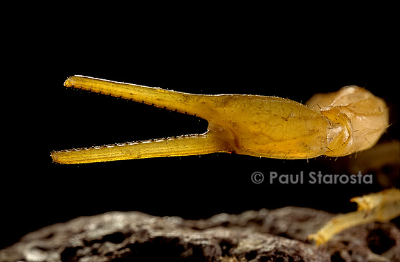 Buthus occitanus (scorpion languedocien) - pince