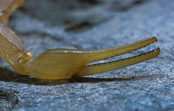 Buthus occitanus (scorpion languedocien) - pince