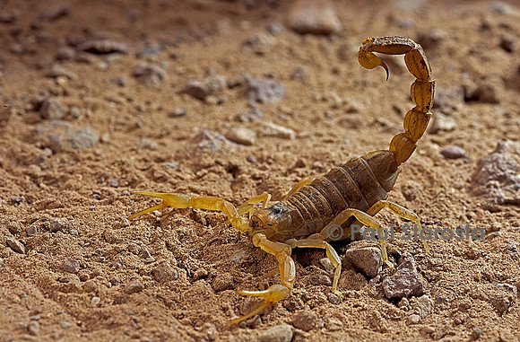 Buthus occitanus (scorpion languedocien)