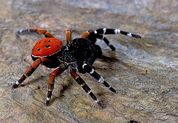 Eresus cinnaberinus (araignée sauteuse)