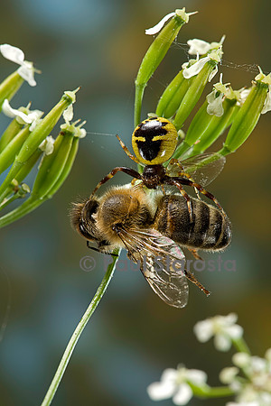 Synema globosum (araignée crabe) - ayant capturé une abeille