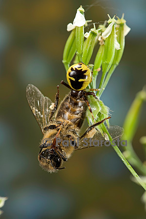 Synema globosum (araignée crabe) - ayant capturé une abeille