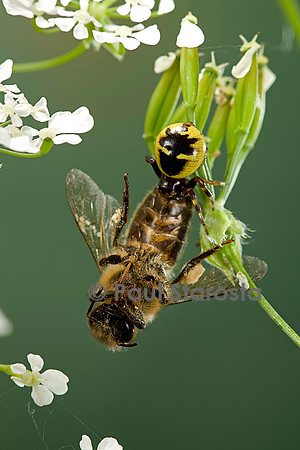 Synema globosum (araignée crabe) - ayant capturé une abeille