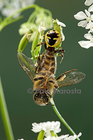 Synema globosum (araignée crabe) - ayant capturé une abeille