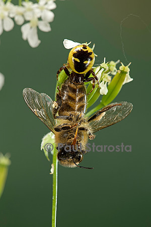 Synema globosum (araignée crabe) - ayant capturé une abeille