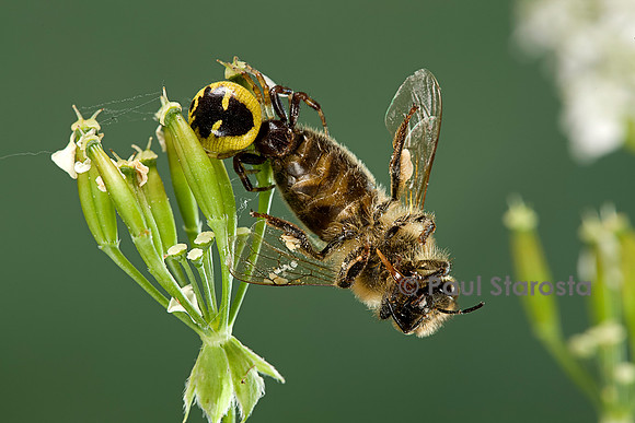 Synema globosum (araignée crabe) - ayant capturé une abeille