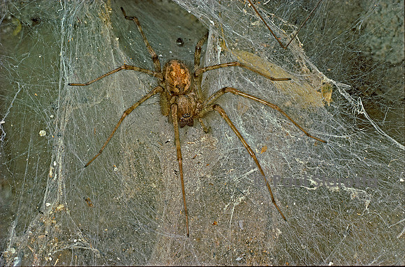 Tegenaria sp. (tégénaire)