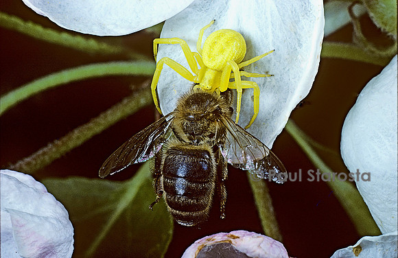 Thomise ou araignée crabe