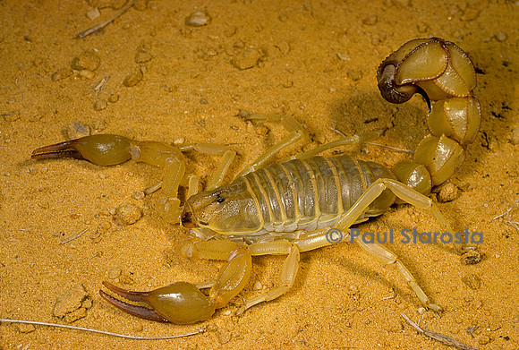Androctonus australis