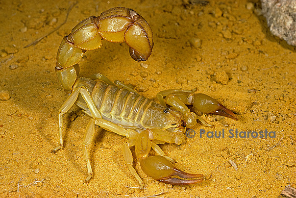 Androctonus australis