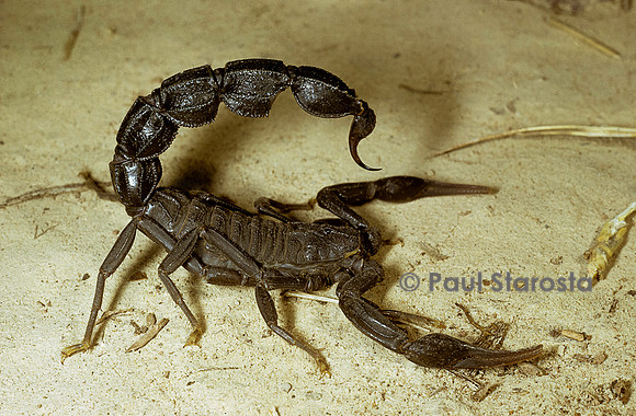 Buthotus franzwerneri