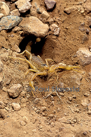 Buthus occitanus (scorpion languedocien) - à l'entrée de son terrier