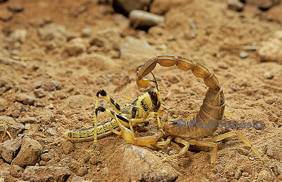 Buthus occitanus (scorpion languedocien) - capturant un criquet