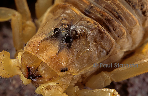 Buthus occitanus (scorpion languedocien) - détail