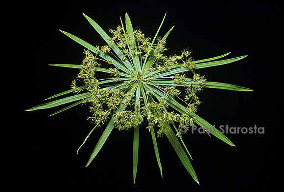 Cyperus alternifolius (papyrus)