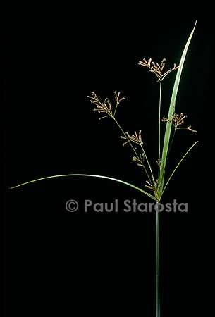 Cyperus longus (souchet odorant)