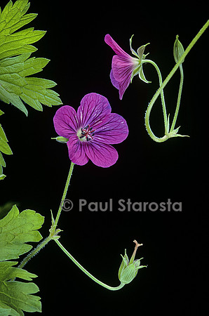 Geranium palustre (géranium des marais)