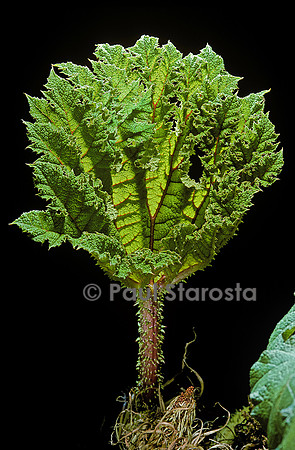 Gunnera tinctoria (rhubarbe du Chili) - feuille