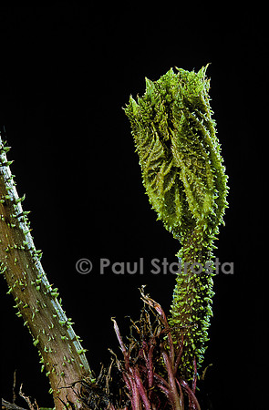 Gunnera tinctoria (rhubarbe du Chili) - feuille