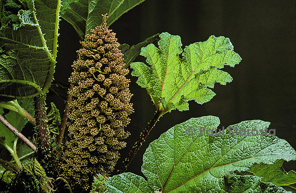 Gunnera tinctoria (rhubarbe du Chili)