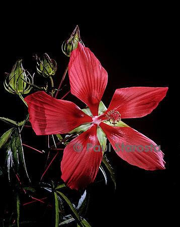 Hibiscus coccineus (ketmie écarlate)