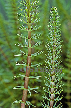 Hippuris vulgaris (pesse d'eau)