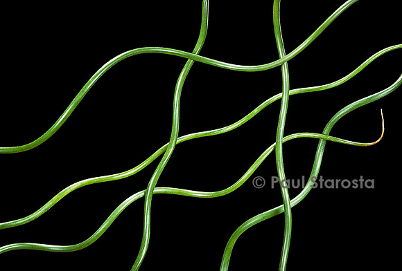 Juncus effusus cv. Spiralis