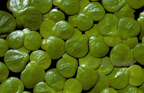 Spirodela polyrrhiza (lentille d'eau)