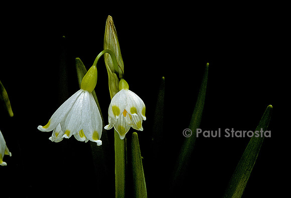 Leucojum aestivum (nivéole)
