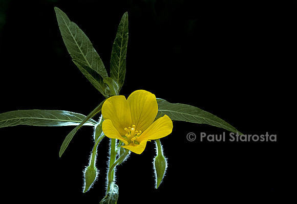 Ludwigia clavellina var. grandiflora (jussie)